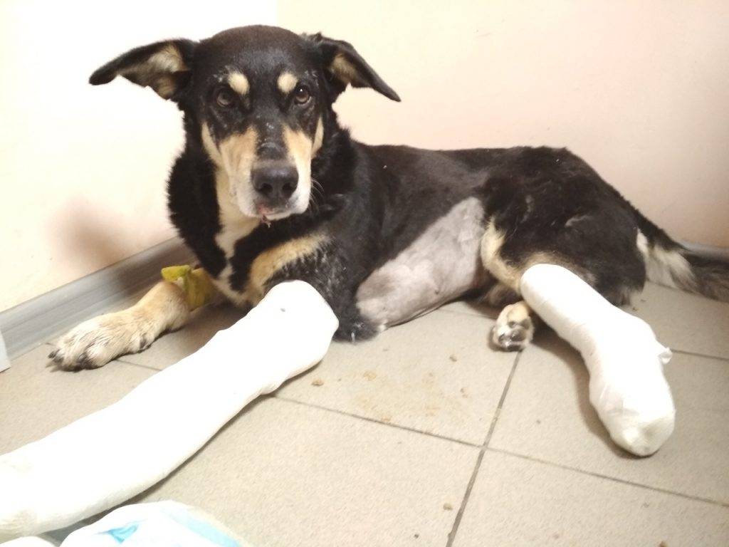 Сабаку, якога выкінулі з чацвёртага паверху, збіраюць грошы на лячэнне