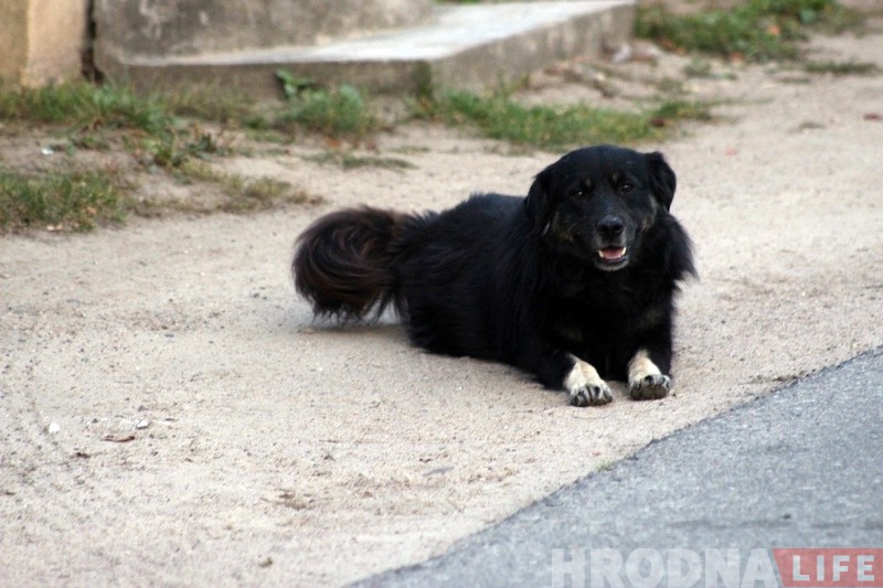 Сабакі тэрарызуюць раварыстаў на Камунальнай