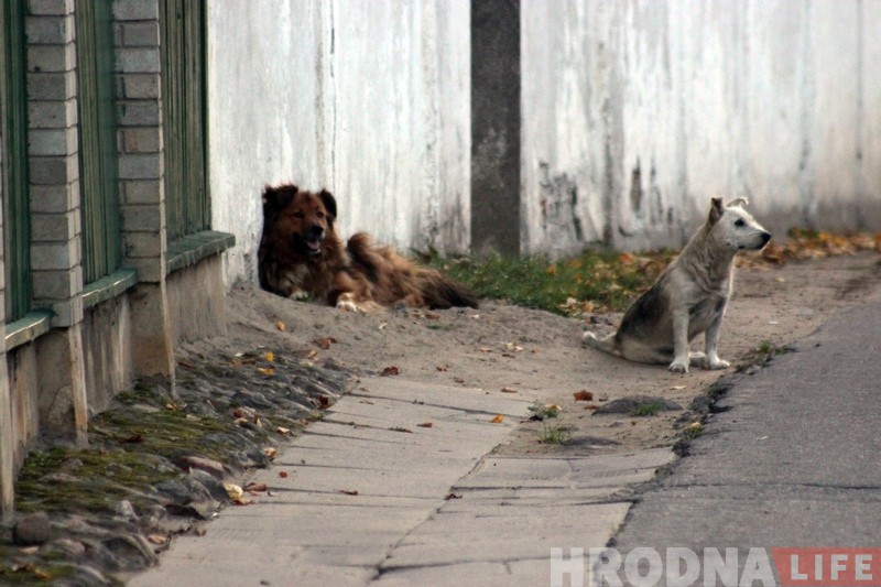 Сабакі тэрарызуюць раварыстаў на Камунальнай