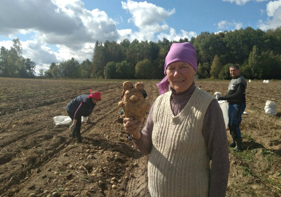 Смотрите, как выглядит картофель, похожий на олимпийского мишку