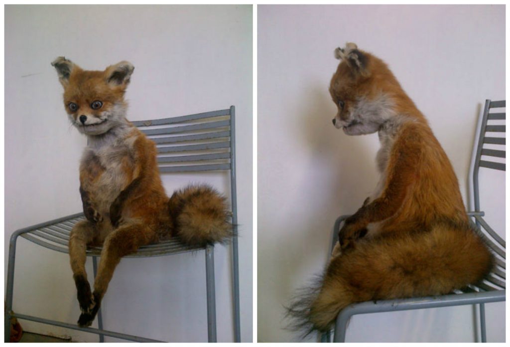 У Гродзенскім раёне зарэгістраваны чарговы выпадак шаленства. Ужо восьмы ў гэтым годзе У Гродзенскім раёне зарэгістраваны чарговы выпадак шаленства. Ужо восьмы ў гэтым годзе