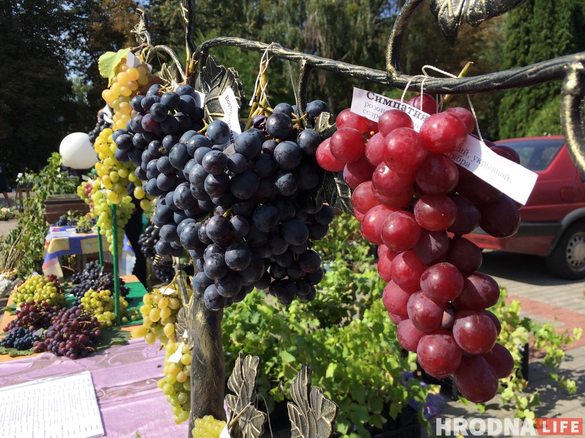 “Ужо не круцяць ля віска”. У Гродне сабраліся вінаградары з усёй Беларусі