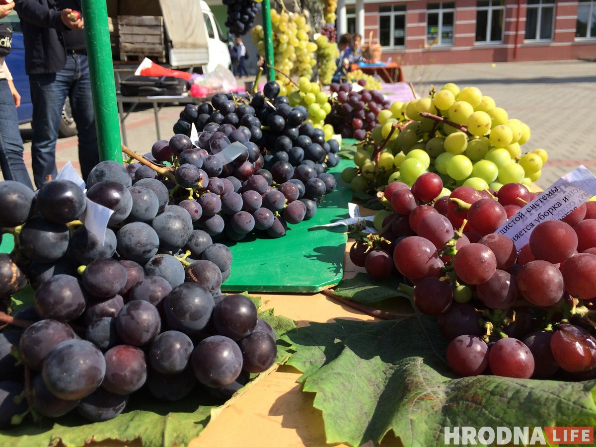 “Ужо не круцяць ля віска”. У Гродне сабраліся вінаградары з усёй Беларусі