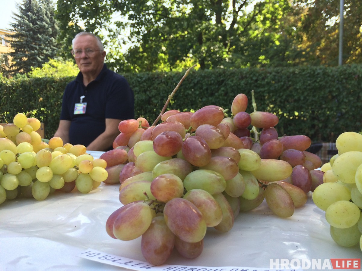 “Ужо не круцяць ля віска”. У Гродне сабраліся вінаградары з усёй Беларусі
