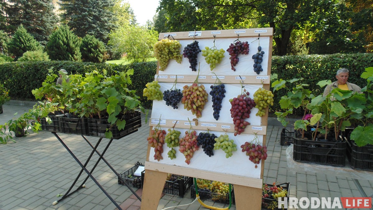 “Ужо не круцяць ля віска”. У Гродне сабраліся вінаградары з усёй Беларусі