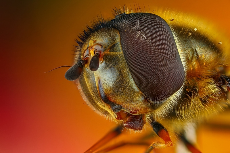 Нібы з іншай планеты: гродзенскі фатограф класна здымае насякомых і хацеў бы зрабіць выставу Нібы з іншай планеты: гродзенскі фатограф класна здымае насякомых і хацеў бы зрабіць выставу