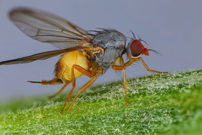 Нібы з іншай планеты: гродзенскі фатограф класна здымае насякомых і хацеў бы зрабіць выставу Нібы з іншай планеты: гродзенскі фатограф класна здымае насякомых і хацеў бы зрабіць выставу
