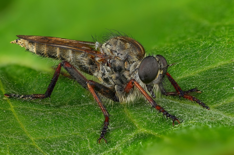 Нібы з іншай планеты: гродзенскі фатограф класна здымае насякомых і хацеў бы зрабіць выставу Нібы з іншай планеты: гродзенскі фатограф класна здымае насякомых і хацеў бы зрабіць выставу