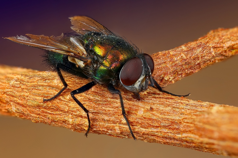 Нібы з іншай планеты: гродзенскі фатограф класна здымае насякомых і хацеў бы зрабіць выставу Нібы з іншай планеты: гродзенскі фатограф класна здымае насякомых і хацеў бы зрабіць выставу