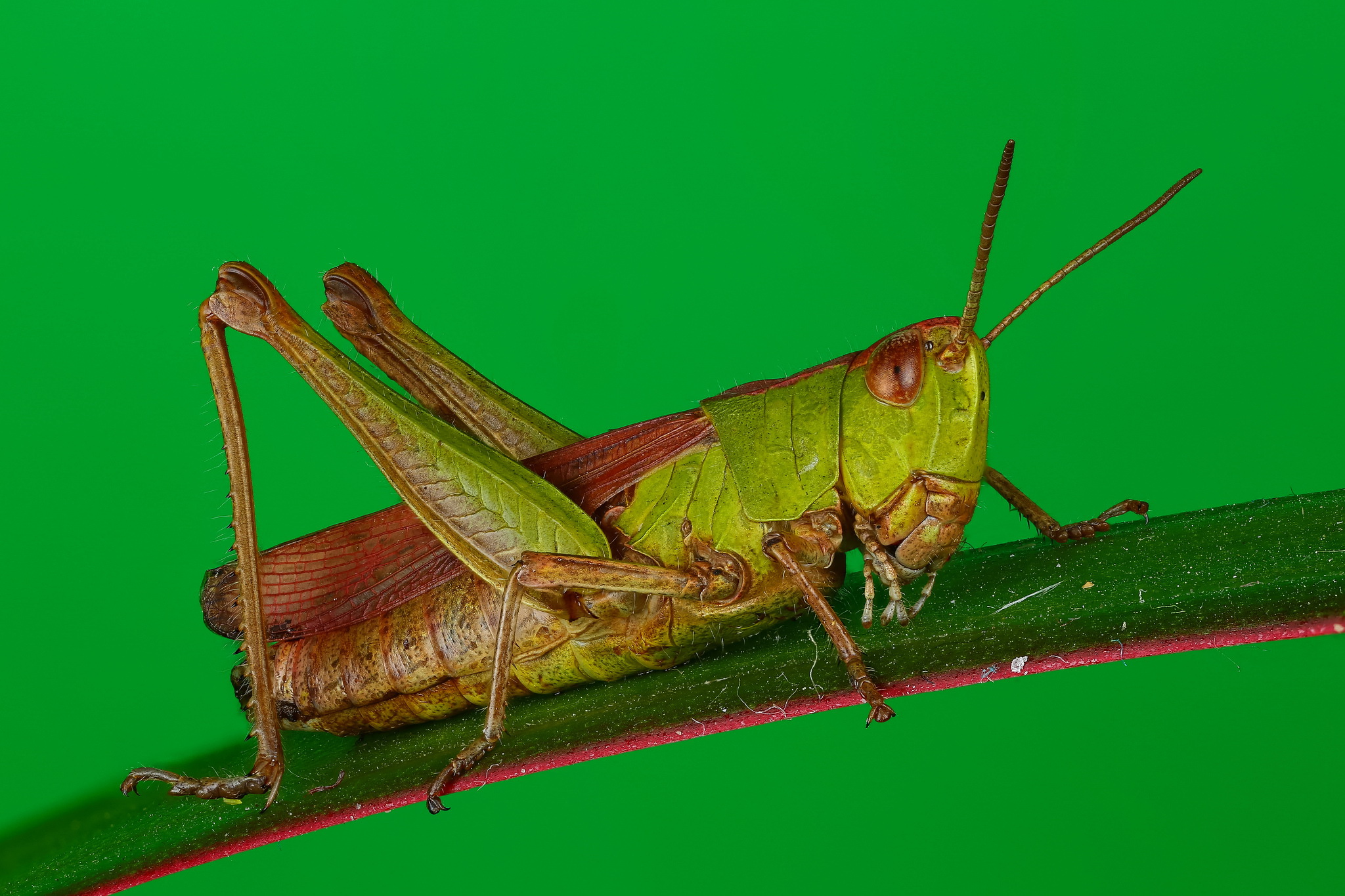 Нібы з іншай планеты: гродзенскі фатограф класна здымае насякомых і хацеў бы зрабіць выставу Нібы з іншай планеты: гродзенскі фатограф класна здымае насякомых і хацеў бы зрабіць выставу