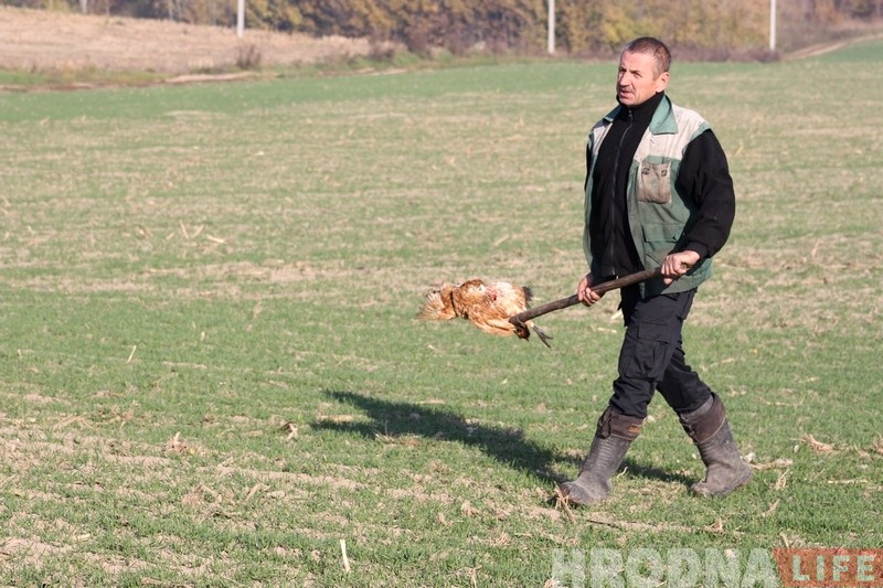 Загрызлі 20 птушак: зграі бадзяжных сабак зноў нападаюць на ўскраіны Гродна