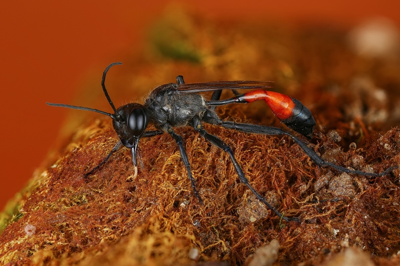 Нібы з іншай планеты: гродзенскі фатограф класна здымае насякомых і хацеў бы зрабіць выставу Нібы з іншай планеты: гродзенскі фатограф класна здымае насякомых і хацеў бы зрабіць выставу