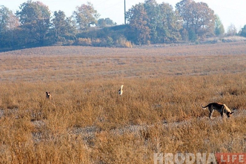 Загрызлі 20 птушак: зграі бадзяжных сабак зноў нападаюць на ўскраіны Гродна