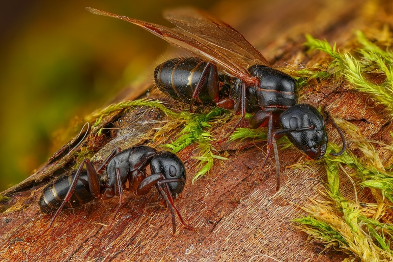 Нібы з іншай планеты: гродзенскі фатограф класна здымае насякомых і хацеў бы зрабіць выставу Нібы з іншай планеты: гродзенскі фатограф класна здымае насякомых і хацеў бы зрабіць выставу