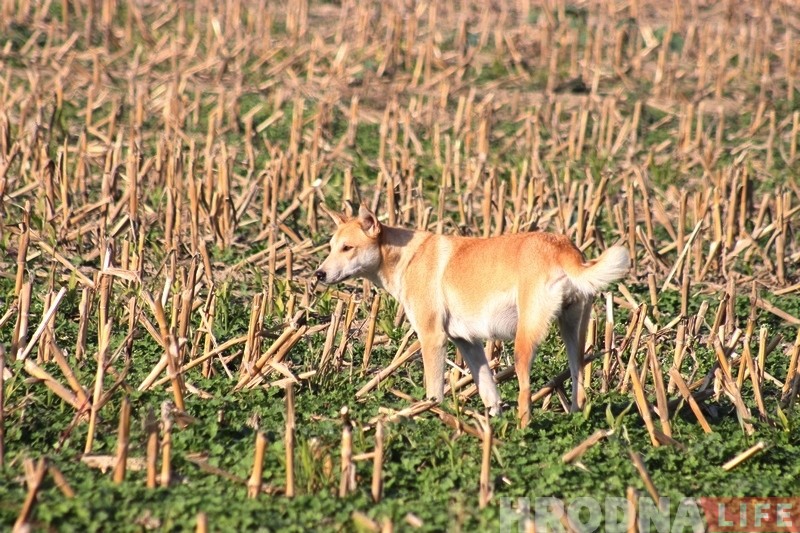 Загрызлі 20 птушак: зграі бадзяжных сабак зноў нападаюць на ўскраіны Гродна