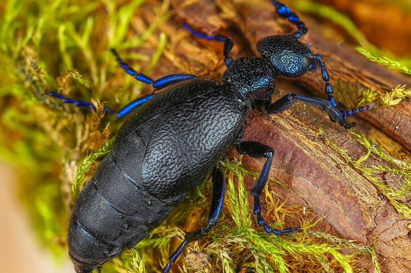 Нібы з іншай планеты: гродзенскі фатограф класна здымае насякомых і хацеў бы зрабіць выставу Нібы з іншай планеты: гродзенскі фатограф класна здымае насякомых і хацеў бы зрабіць выставу