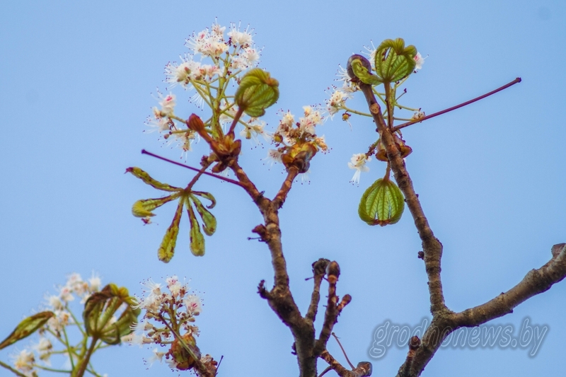 Фотафакт: у Гродне заквітнелі каштаны