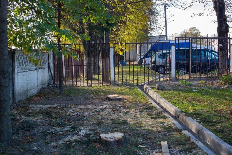Горе-расширение в Гродно. Под шумок спилили ещё четыре незапланированных дерева