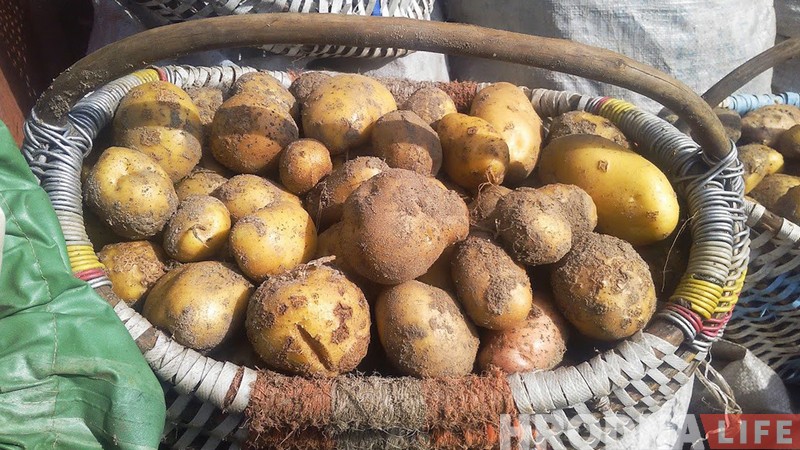 Выкопали! Беларуская бульба как медитация и символ жизни