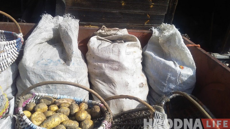 Выкопали! Беларуская бульба как медитация и символ жизни