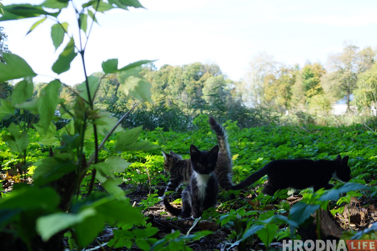 Паветраныя замкі і патрыятычныя коцікі. Як актывісты спрабуюць аднавіць палац Храптовічаў у Шчорсах