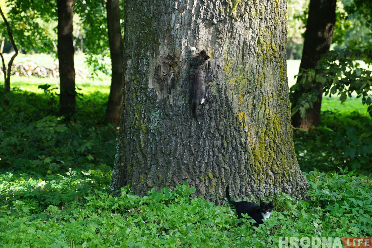 Паветраныя замкі і патрыятычныя коцікі. Як актывісты спрабуюць аднавіць палац Храптовічаў у Шчорсах