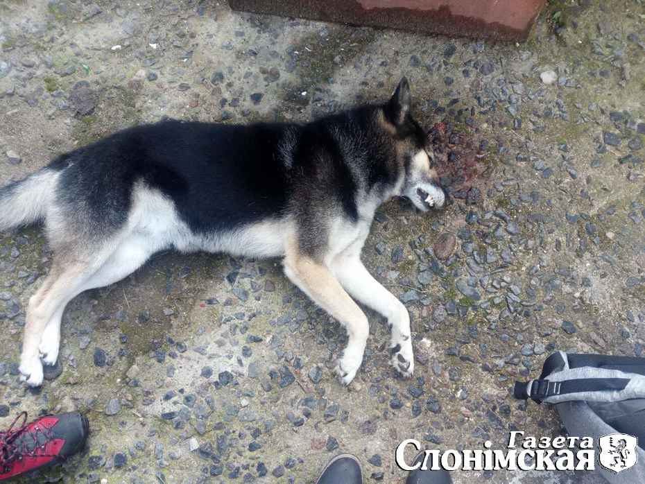 Застрэленая слонімская «чупакабра» апынулася сабакам з суседняга двара