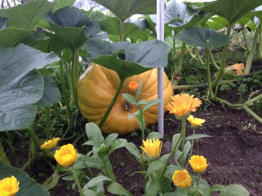 Новыя рэкорды. Гродзенскі дачнік, які выгадаваў гіганцкі гарбуз, рыхтуецца атрымаць ураджай хурмы Новыя рэкорды. Гродзенскі дачнік, які выгадаваў гіганцкі гарбуз, рыхтуецца атрымаць ураджай хурмы