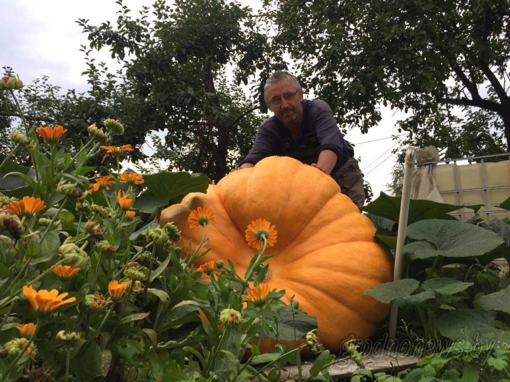 Новыя рэкорды. Гродзенскі дачнік, які выгадаваў гіганцкі гарбуз, рыхтуецца атрымаць ураджай хурмы