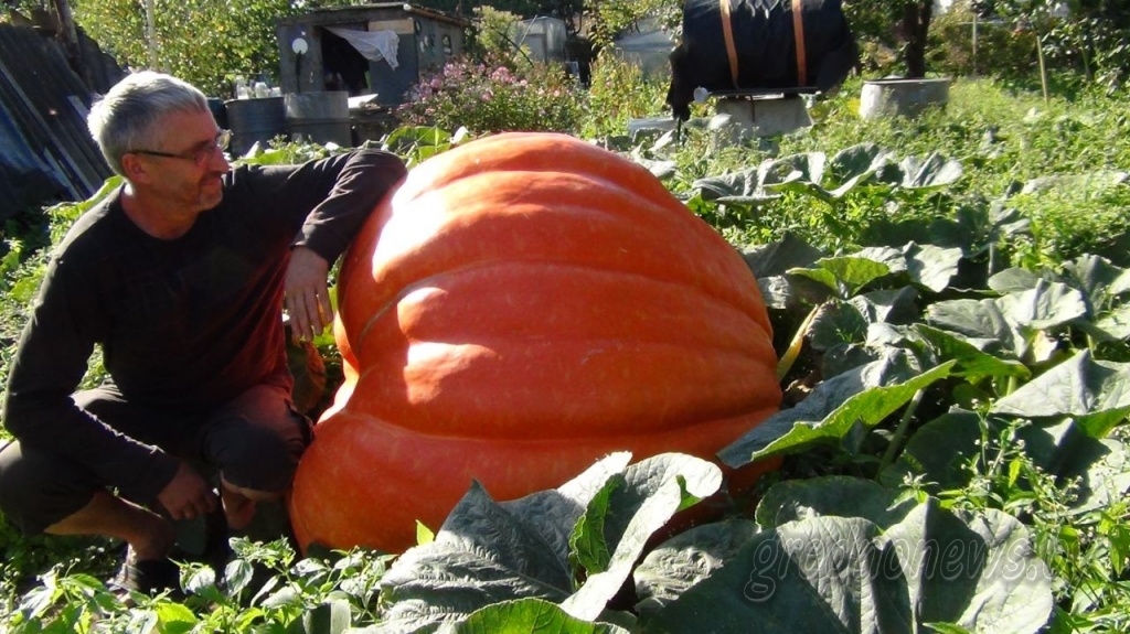 Новыя рэкорды. Гродзенскі дачнік, які выгадаваў гіганцкі гарбуз, рыхтуецца атрымаць ураджай хурмы