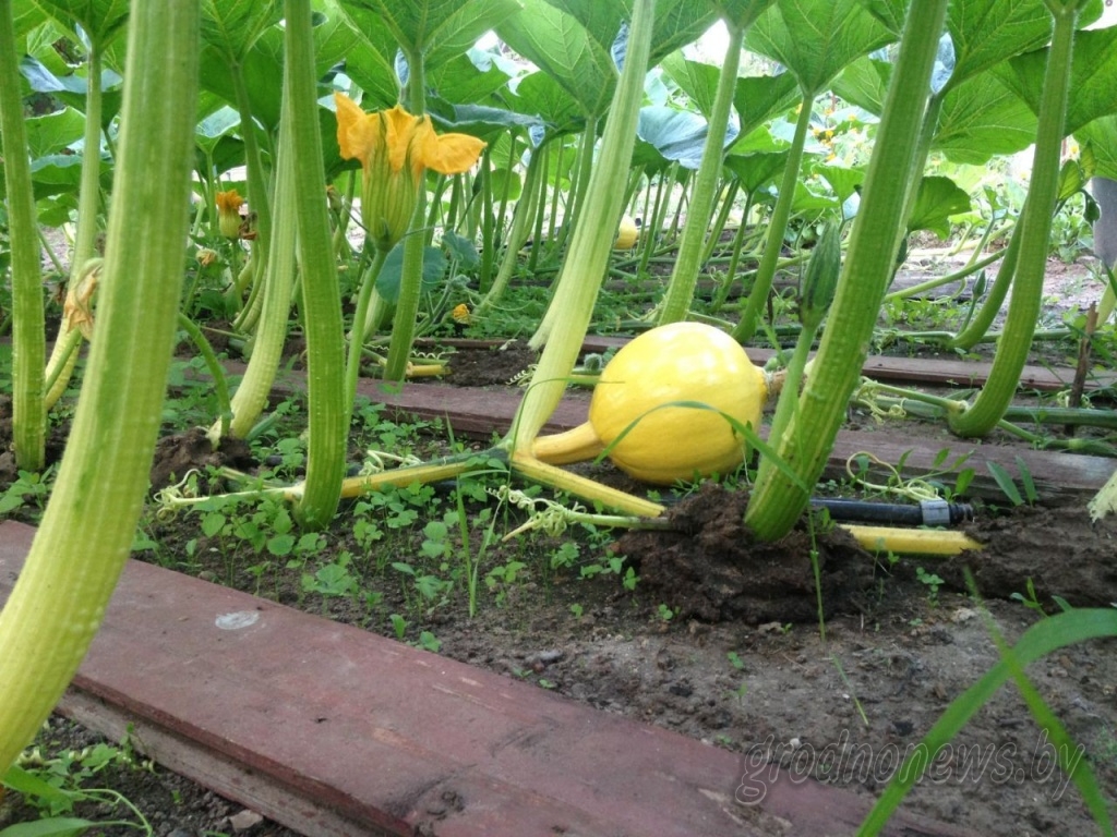 Новыя рэкорды. Гродзенскі дачнік, які выгадаваў гіганцкі гарбуз, рыхтуецца атрымаць ураджай хурмы Новыя рэкорды. Гродзенскі дачнік, які выгадаваў гіганцкі гарбуз, рыхтуецца атрымаць ураджай хурмы