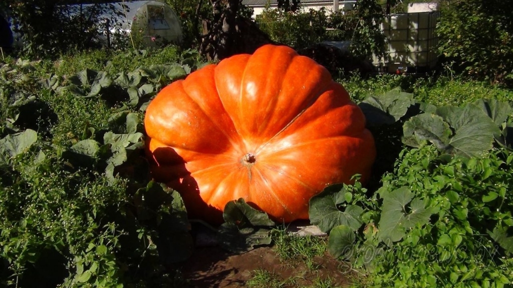 Новыя рэкорды. Гродзенскі дачнік, які выгадаваў гіганцкі гарбуз, рыхтуецца атрымаць ураджай хурмы Новыя рэкорды. Гродзенскі дачнік, які выгадаваў гіганцкі гарбуз, рыхтуецца атрымаць ураджай хурмы