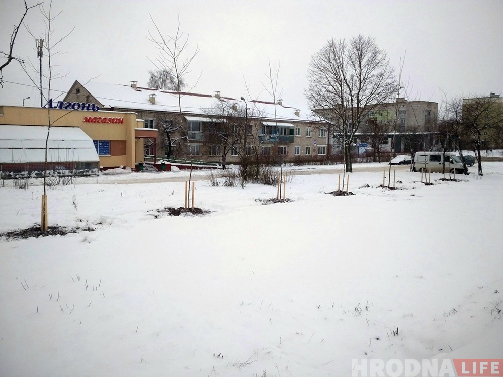 Можно ли сажать деревья зимой? В Гроднозеленстрое рассказали, почему это нормально