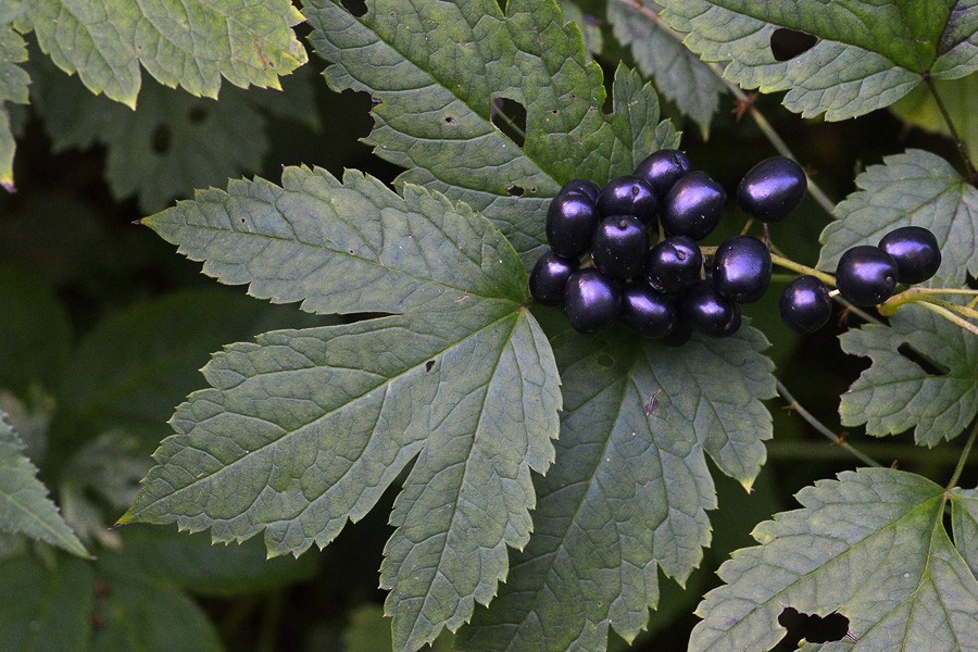 Варанец-бацька, Варанец-сын і варанец каласісты. Гродзенцы напісалі кнігу пра зёлкі і знайшлі сярод іх свайго цёзку
