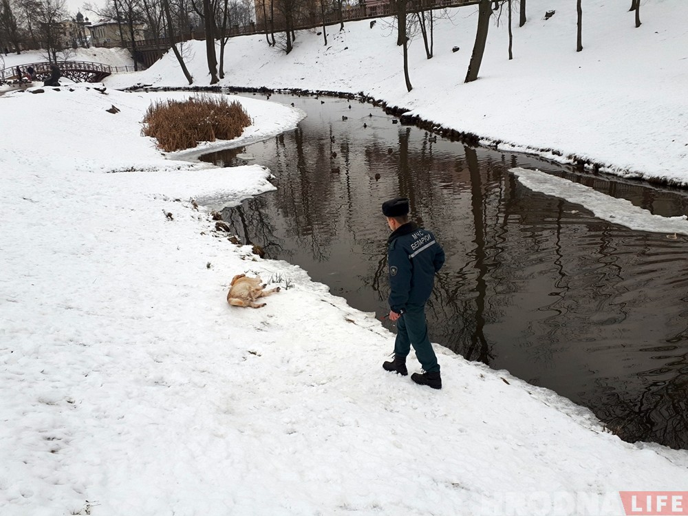 Гродзенскія ратавальнікі выцягнулі з вады яшчэ аднаго сабаку Гродзенскія ратавальнікі выцягнулі з вады яшчэ аднаго сабаку