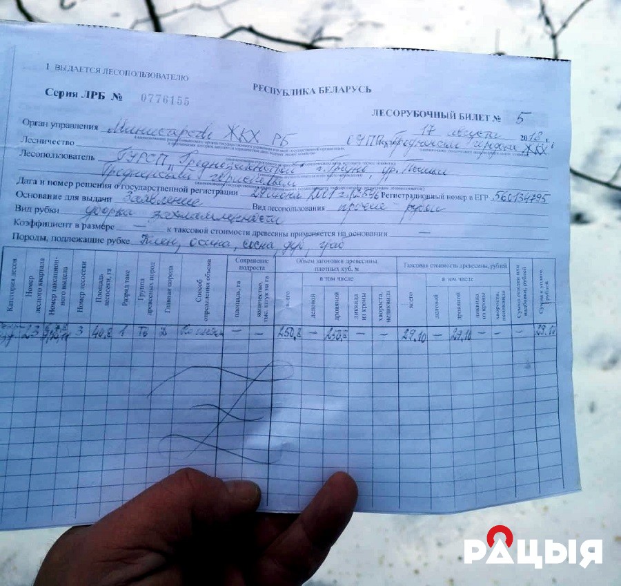 У Румлёвскім парку ідзе высечка. Улады: парк чысцяць ад сухастою