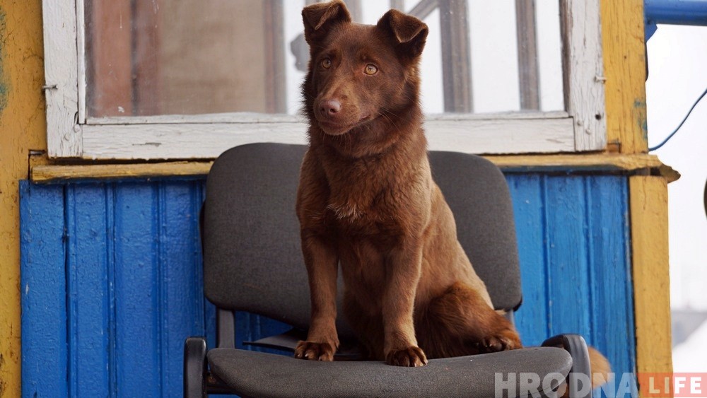 "Оставить в беде не могли". Спасатели рассказали, как снимали с льдины собаку