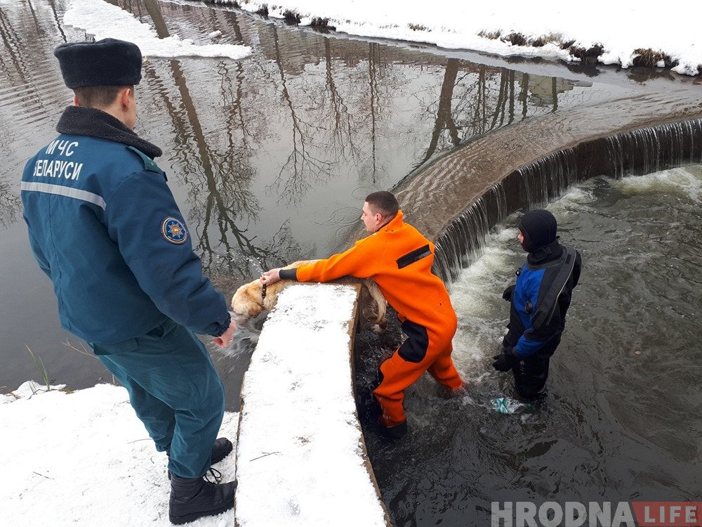 Гродзенскія ратавальнікі выцягнулі з вады яшчэ аднаго сабаку Гродзенскія ратавальнікі выцягнулі з вады яшчэ аднаго сабаку