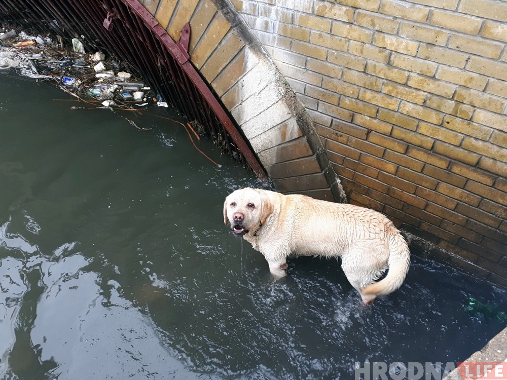 Гродзенскія ратавальнікі выцягнулі з вады яшчэ аднаго сабаку Гродзенскія ратавальнікі выцягнулі з вады яшчэ аднаго сабаку
