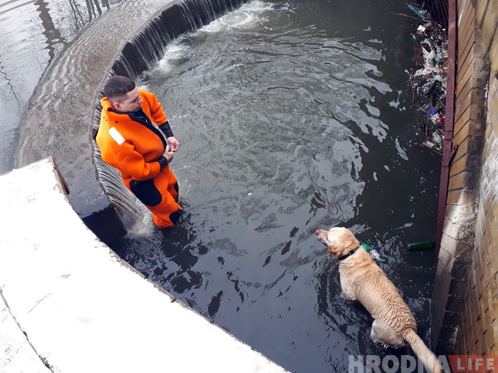 Гродзенскія ратавальнікі выцягнулі з вады яшчэ аднаго сабаку Гродзенскія ратавальнікі выцягнулі з вады яшчэ аднаго сабаку
