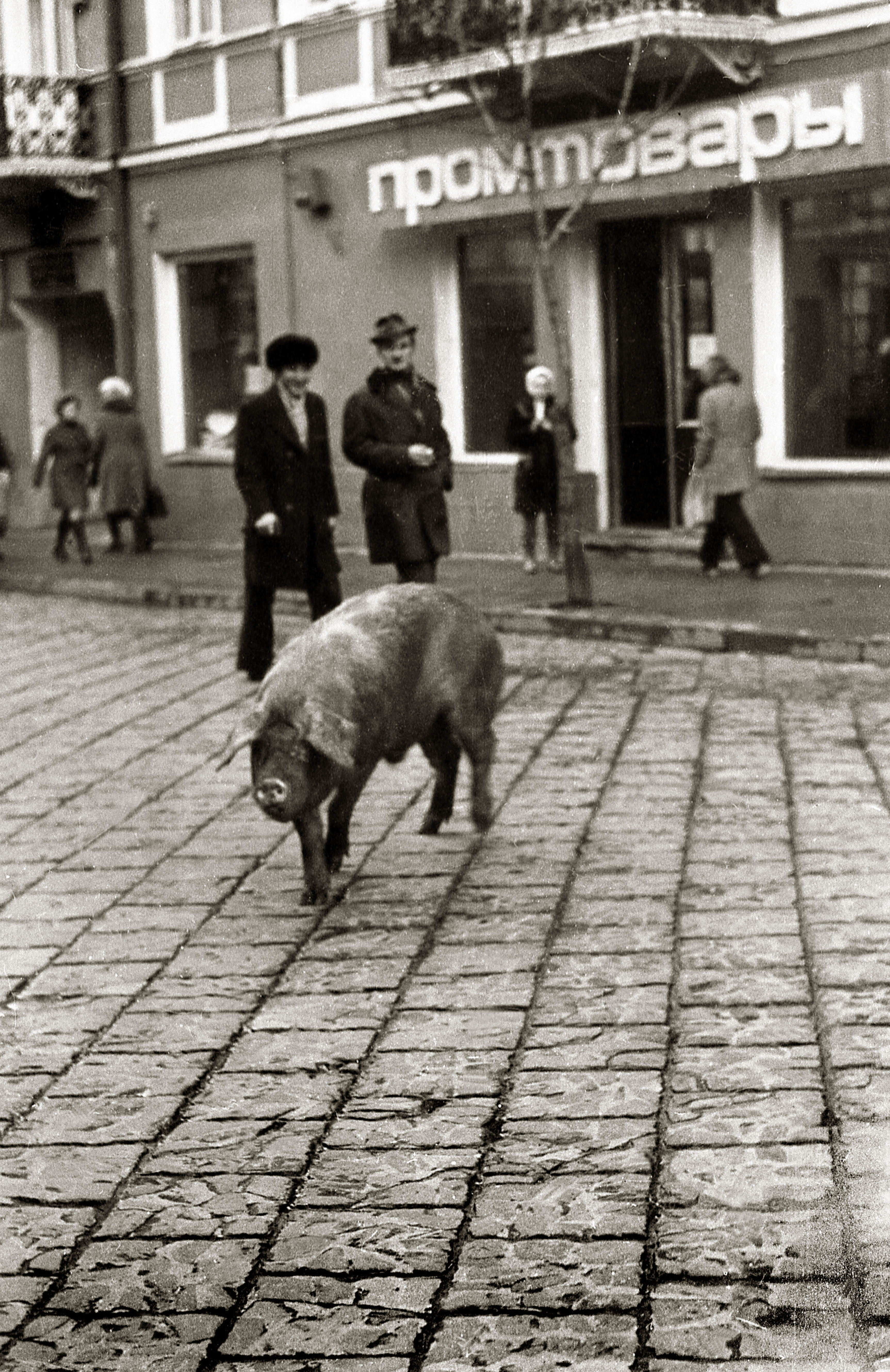 Гістарычная свіння і “ачарненне савецкай рэчаіснасці”. Hrodna.life выдаў календары на 2019 год з рэтра-здымкамі Гістарычная свіння і “ачарненне савецкай рэчаіснасці”. Hrodna.life выдаў календары на 2019 год з рэтра-здымкамі