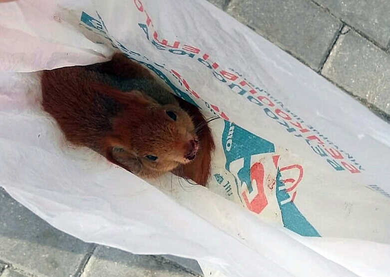 Виноваты люди? В Румлёвском парке спасли белку с перебитыми лапками