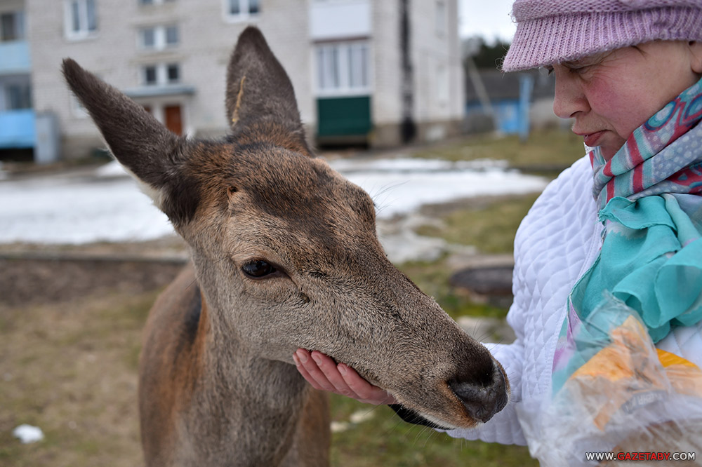 Замілаванне: аляніха прыйшла да людзей пад'есці