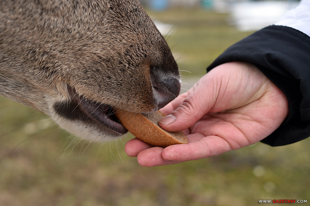 Замілаванне: аляніха прыйшла да людзей пад'есці