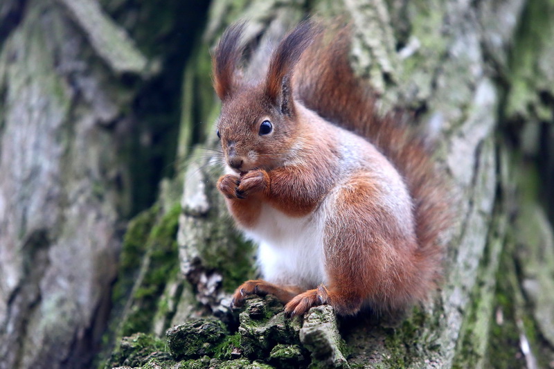 Вінаватыя людзі? У Румлёўскім парку выратавалі вавёрку з перабітымі лапкамі Вінаватыя людзі? У Румлёўскім парку выратавалі вавёрку з перабітымі лапкамі