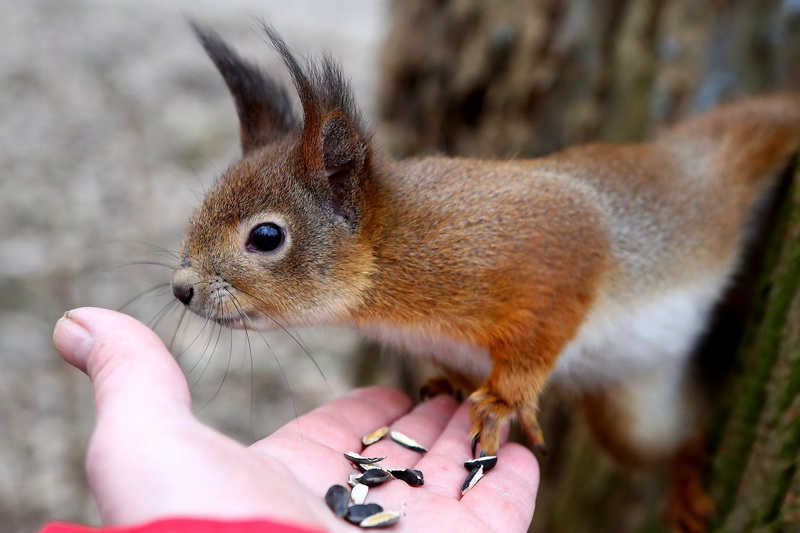 Вінаватыя людзі? У Румлёўскім парку выратавалі вавёрку з перабітымі лапкамі Вінаватыя людзі? У Румлёўскім парку выратавалі вавёрку з перабітымі лапкамі