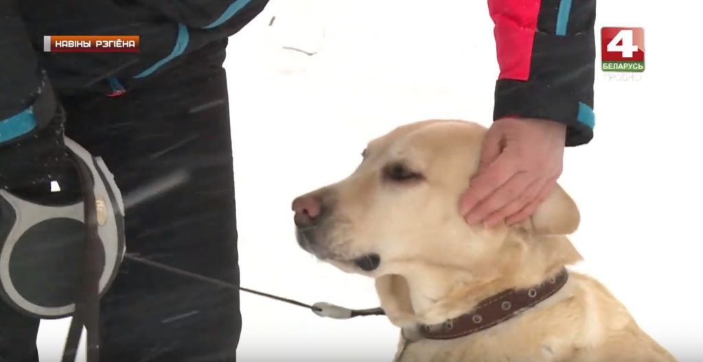 У студзені ў Гродне зафіксаваныя ўкусы кляшчоў