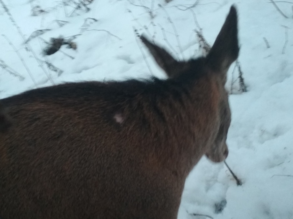 Олениху, которая приходила кормиться к людям, обследовали и вернули в лес