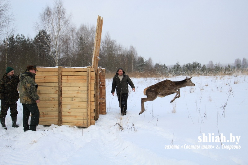 Олениху, которая приходила кормиться к людям, обследовали и вернули в лес