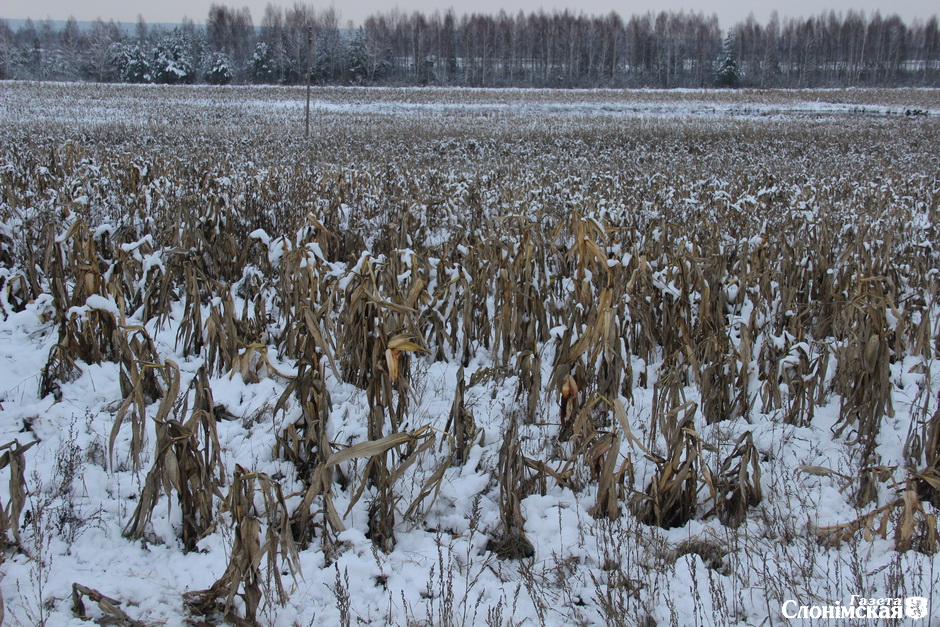На Слонімшчыне кукурузу прыбіраюць у лютым